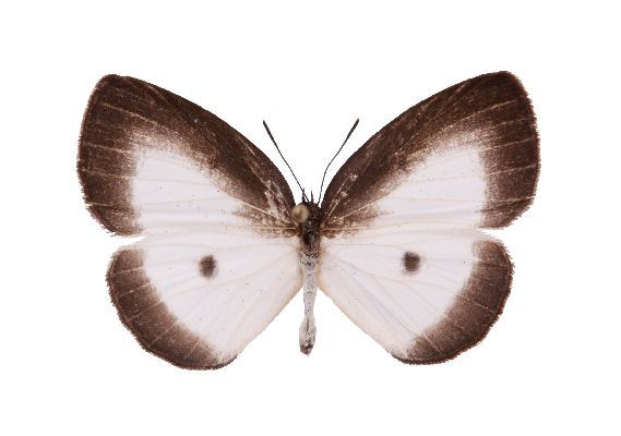 Liptena griveaudi male UPS